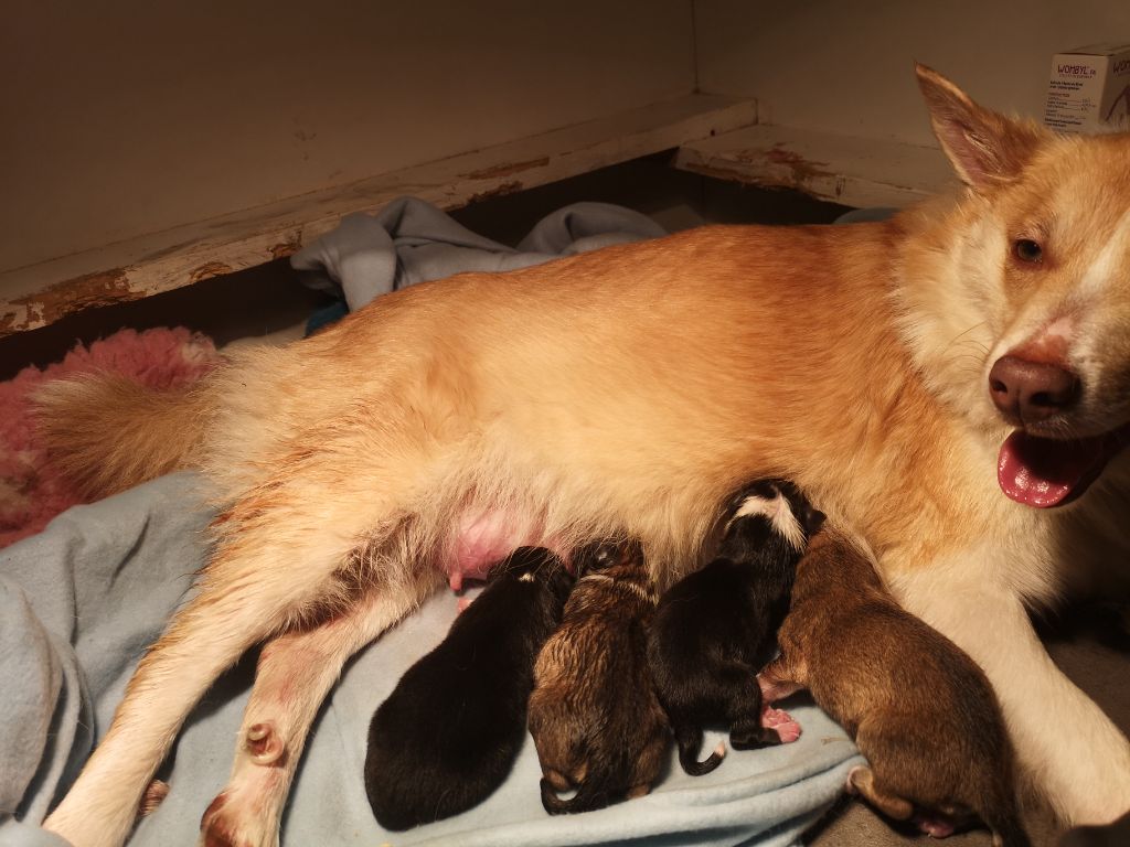 Chiot Berger islandais Des Monts Lokiralgris